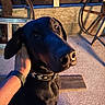 Sharko participe au concours pour gagner de l'argent avec cette photo : dog, black_dog, pet, animal, hand, wristband, collar, close_up, indoor, rustic, wood, wheel, floor, shadow, light, companion, friendly, cute, mammal, canine