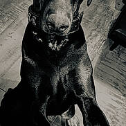 Sharko a rejoint le concours — aidez-le/la à gagner de superbes lots ! dog, black_and_white, pet, animal, indoor, floor, collar, looking_up, paws, portrait, canine, fur, loyal, companion, closeup, expression, texture, monochrome, waiting, household