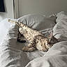 Snow participe au concours pour gagner de l'argent avec cette photo : cat, bed, blanket, indoor, relaxation, feline, stretching, sleepy, domestic_animal, cozy, fur, whiskers, ears, paws, striped, spotted, resting, light_gray, calm, house
