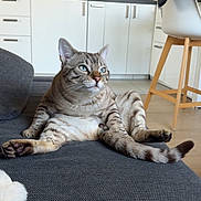 Snow a rejoint le concours — aidez-le/la à gagner de superbes lots ! cat, tabby, blue_eyes, lounge, couch, gray, indoor, kitchen, modern, furniture, chair, wooden_leg, cabinet, tile_floor, relaxed, pet, animal, fur, whiskers, tail