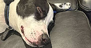 Leo is registered to the contest to win money with this photo: animal, black_and_white, canine, close_up, collar, cute, dog, domestic_animal, ear, fur, home, indoor, leather_couch, nose, paw, peaceful, pet, relaxed, resting, sleeping