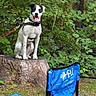 Leo joined the competition — help win amazing prizes! black_and_white, blue_chair, camping_chair, canine, daylight, dog, forest, grass, greenery, happy, harness, leaves, nature, outdoor, pet, sitting, smiling, tongue_out, tree_stump, woods