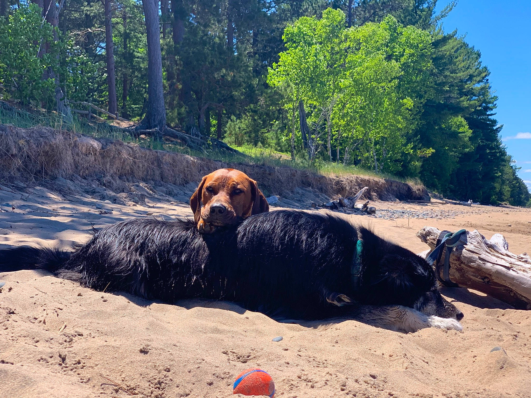 Khaleesi joined the competition — help win amazing prizes! canidae, carnivore, dog, dog_breed, fawn, labrador_retriever, landscape, leisure, natural_landscape, plant, recreation, rock, sky, snout, soil, sporting_group, tree, walking, wildlife, working_animal