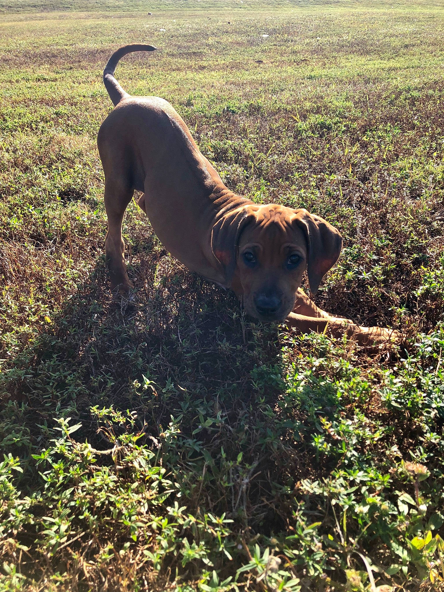 Khaleesi joined the competition — help win amazing prizes! canidae, carnivore, companion_dog, dog, dog_breed, fawn, field, grass, grassland, gun_dog, landscape, liver, pasture, plant, pointing_breed, soil, sporting_group, tail, terrestrial_animal, working_animal