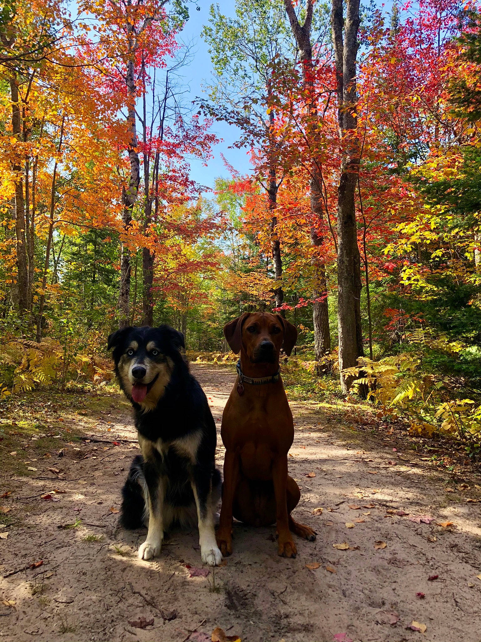 Khaleesi is registered to the contest to win money with this photo: canidae, carnivore, companion_dog, deciduous, dog, dog_breed, fawn, forest, landscape, leaf, natural_landscape, plant, sky, sporting_group, tints_and_shades, trail, tree, trunk, wood, woodland