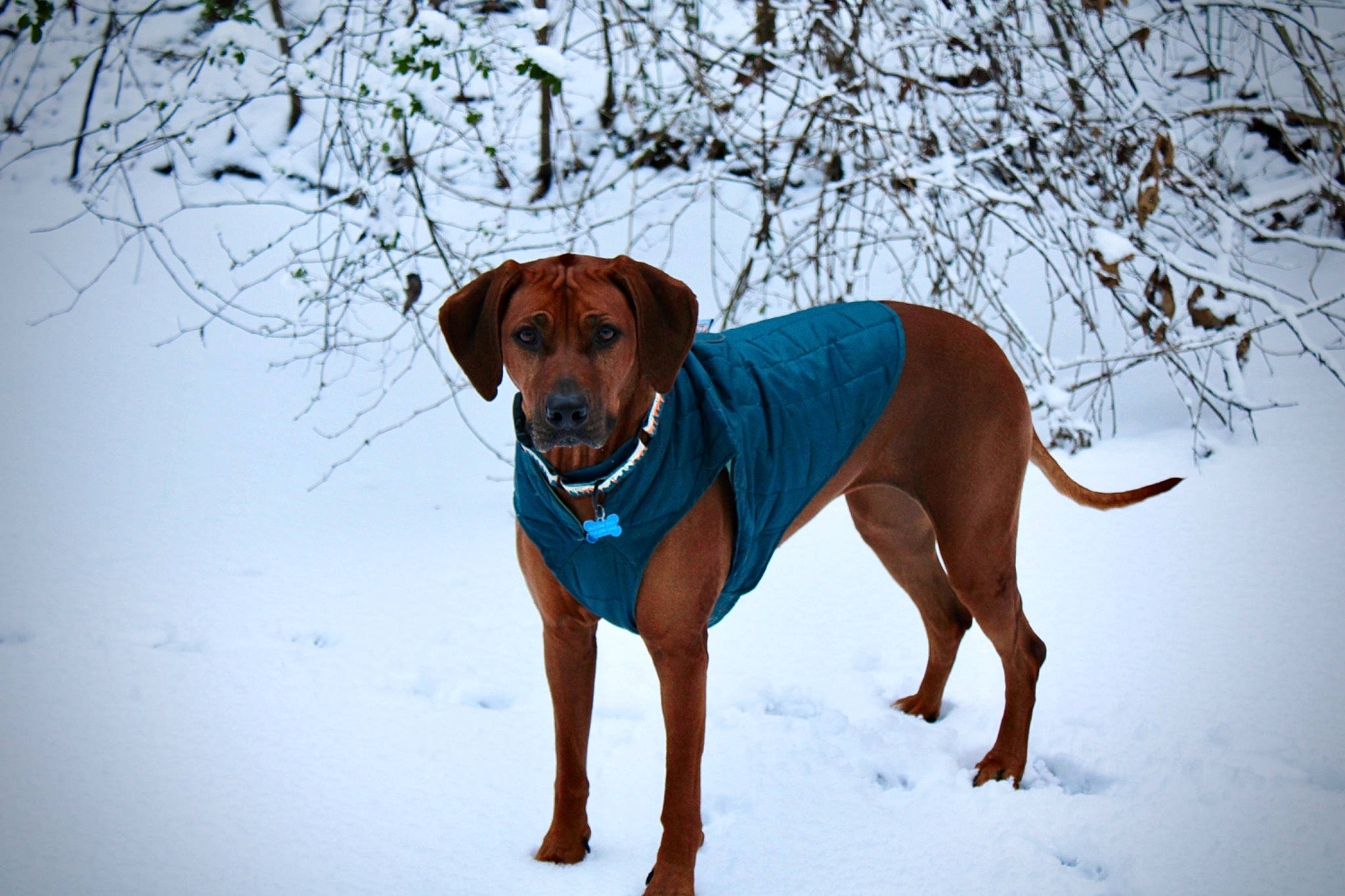 Khaleesi is registered to the contest to win money with this photo: canidae, carnivore, collar, companion_dog, dog, dog_breed, dog_collar, dog_supply, electric_blue, fawn, freezing, hound, liver, pet_supply, snow, sporting_group, tail, winter, working_animal, working_dog