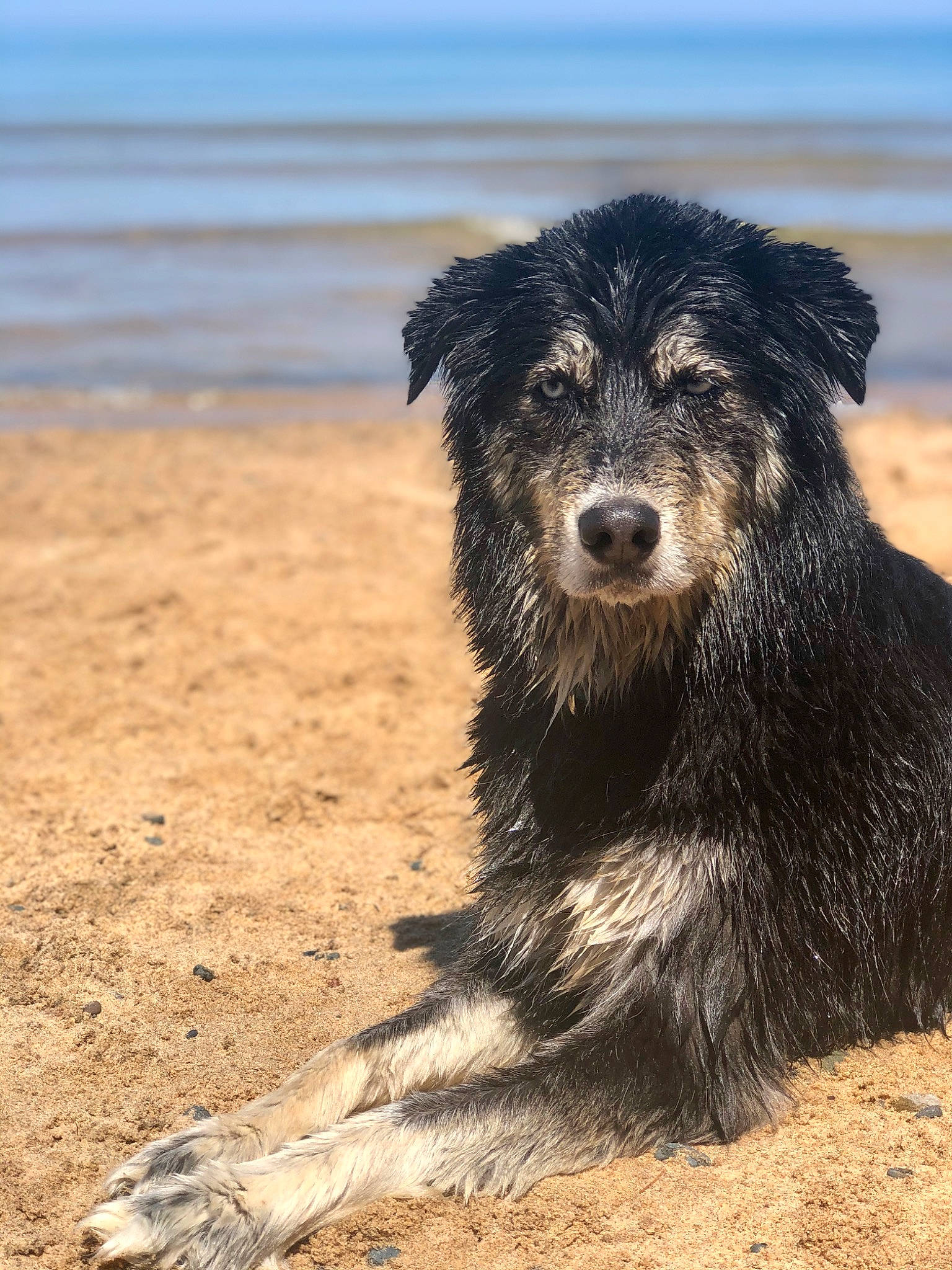 Kora is registered to the contest to win money with this photo: beach, canidae, carnivore, companion_dog, dog, dog_breed, fur, ocean, sky, small_terrier, snout, soil, sporting_group, terrestrial_animal, terrier, water, water_dog, wind_wave, working_animal, working_dog