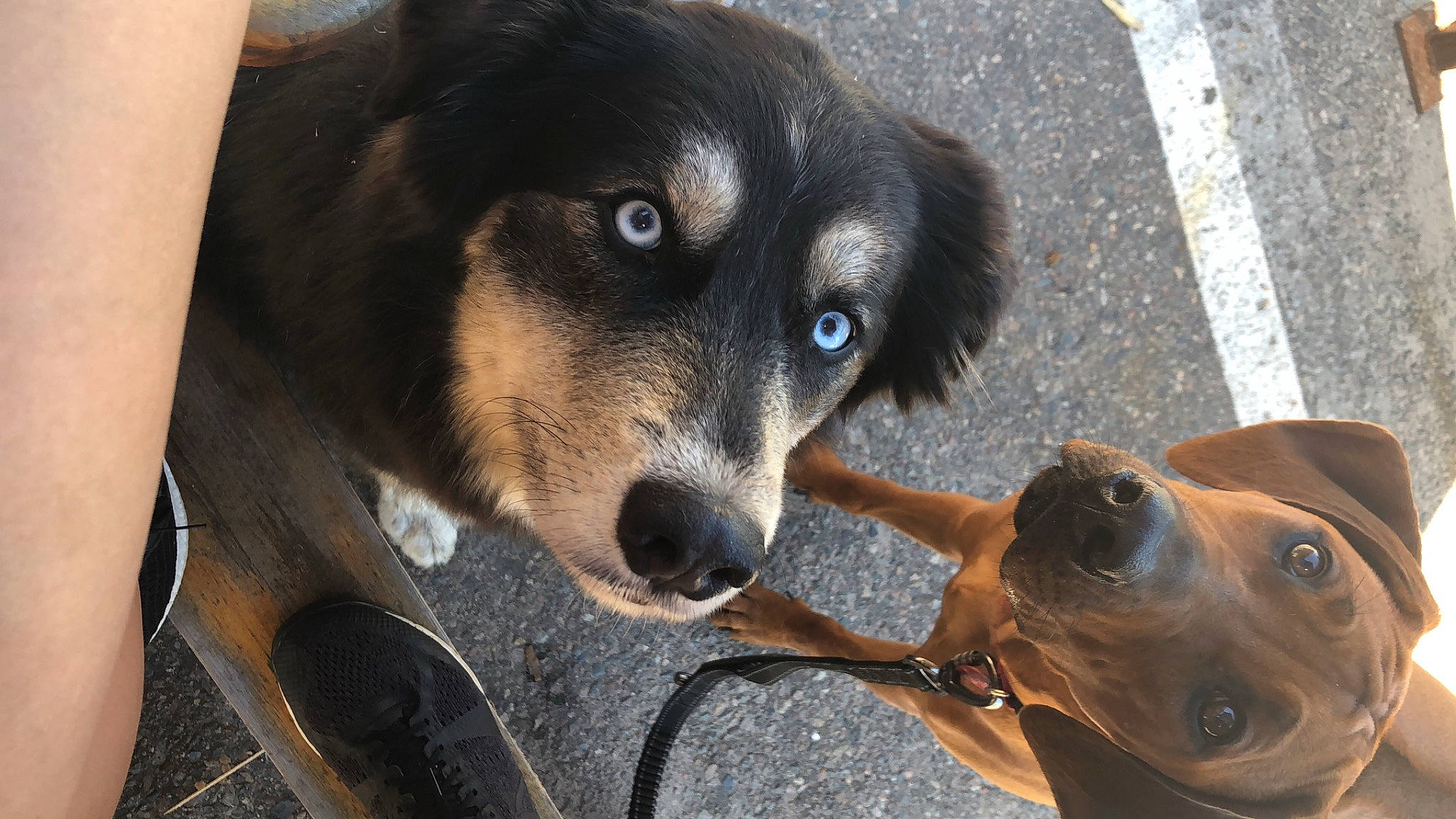 Kora joined the competition — help win amazing prizes! canidae, carnivore, collar, companion_dog, dog, dog_breed, dog_collar, dog_supply, fawn, fur, leash, paw, pet_supply, snout, sporting_group, street_dog, terrestrial_animal, whiskers, working_animal, working_dog