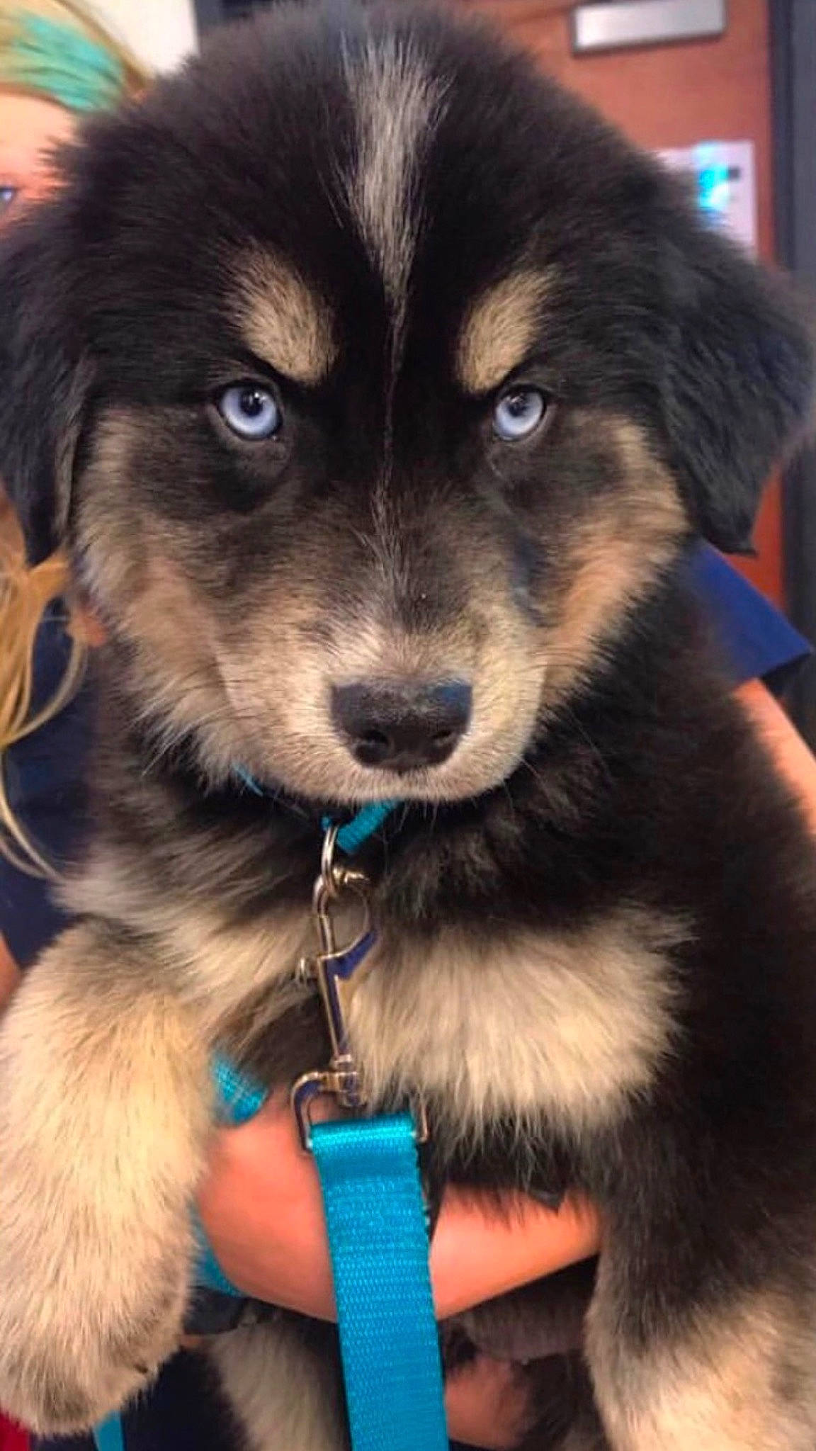 Kora is registered to the contest to win money with this photo: blue, canidae, carnivore, collar, companion_dog, dog, dog_breed, dog_collar, ear, electric_blue, firefighter, fur, photography, puppy, snout, sporting_group, toy_dog, whiskers, working_animal, working_dog