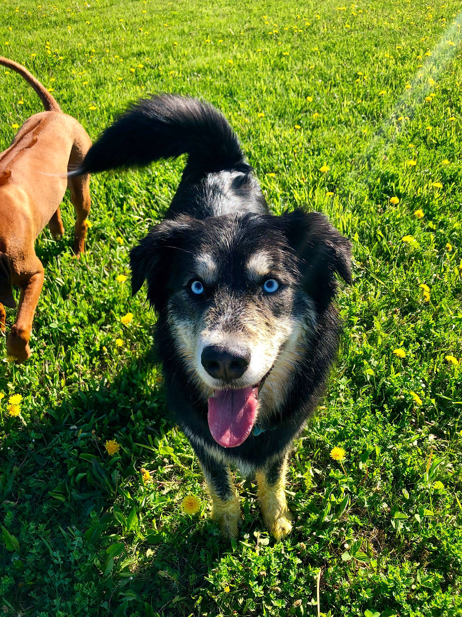 Kora is registered to the contest to win money with this photo: ancient_dog_breeds, canidae, carnivore, collar, companion_dog, dog, dog_breed, dog_collar, grass, grassland, groundcover, leash, plant, recreation, shadow, sporting_group, tail, working_animal, working_dog