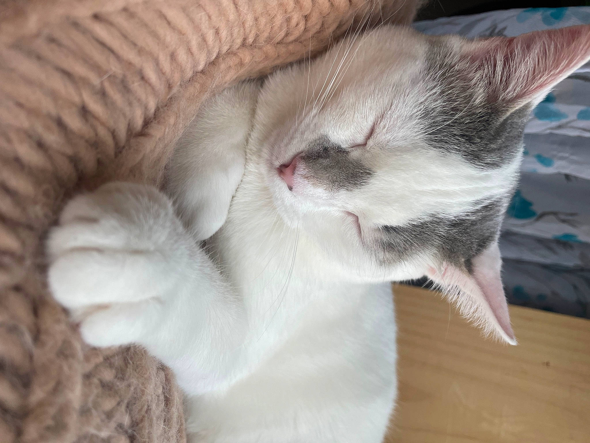 Leroy joined the competition — help win amazing prizes! carnivore, cat, claw, comfort, domestic_short_haired_cat, fawn, felidae, foot, fur, hardwood, nap, paw, small_to_medium_sized_cats, snout, tail, whiskers, wood