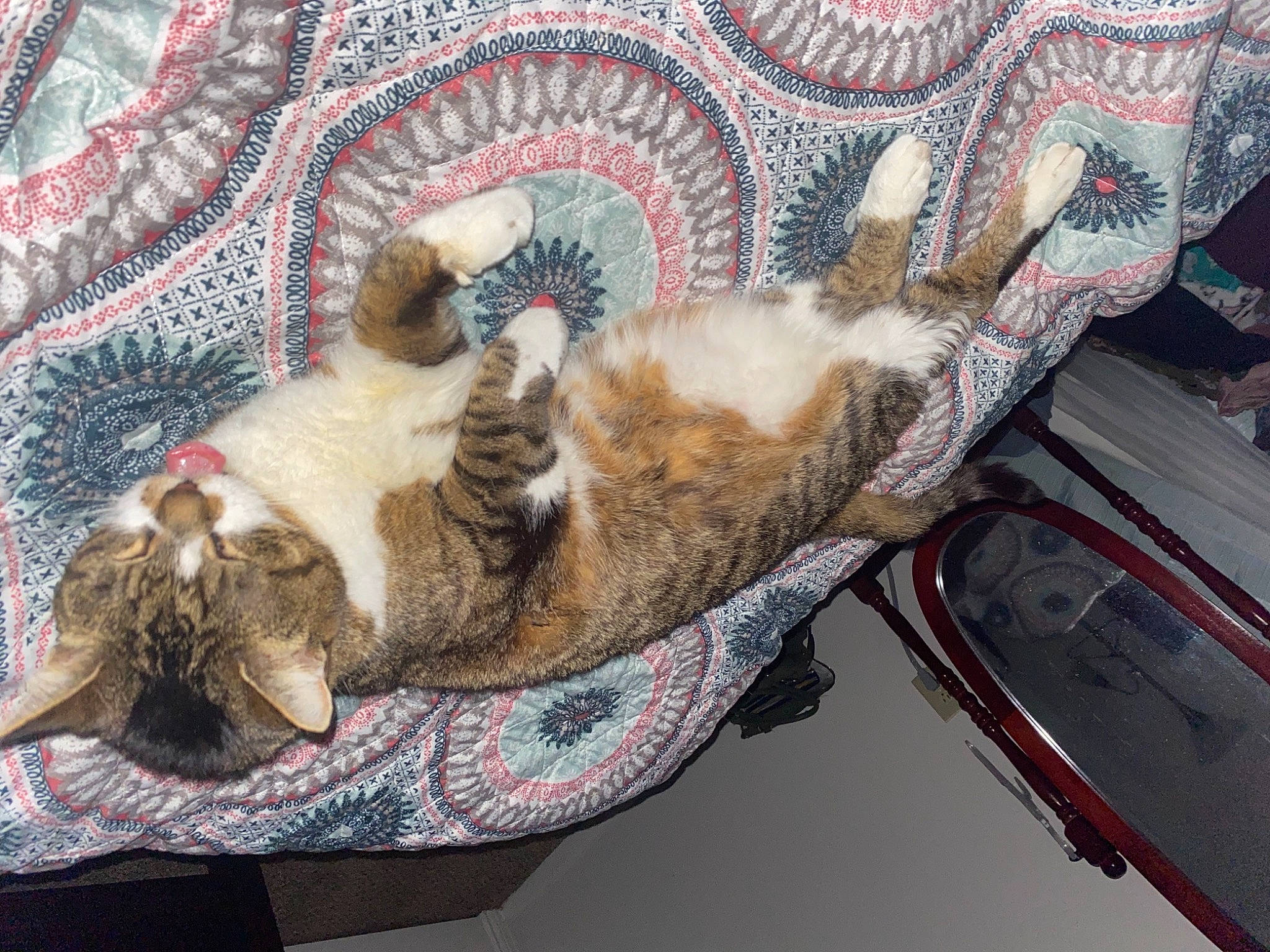 Woodrow joined the competition — help win amazing prizes! art, carnivore, cat, claw, comfort, domestic_short_haired_cat, fawn, felidae, fur, hood, linens, nap, pattern, paw, small_to_medium_sized_cats, snout, tail, whiskers, wool, woven_fabric