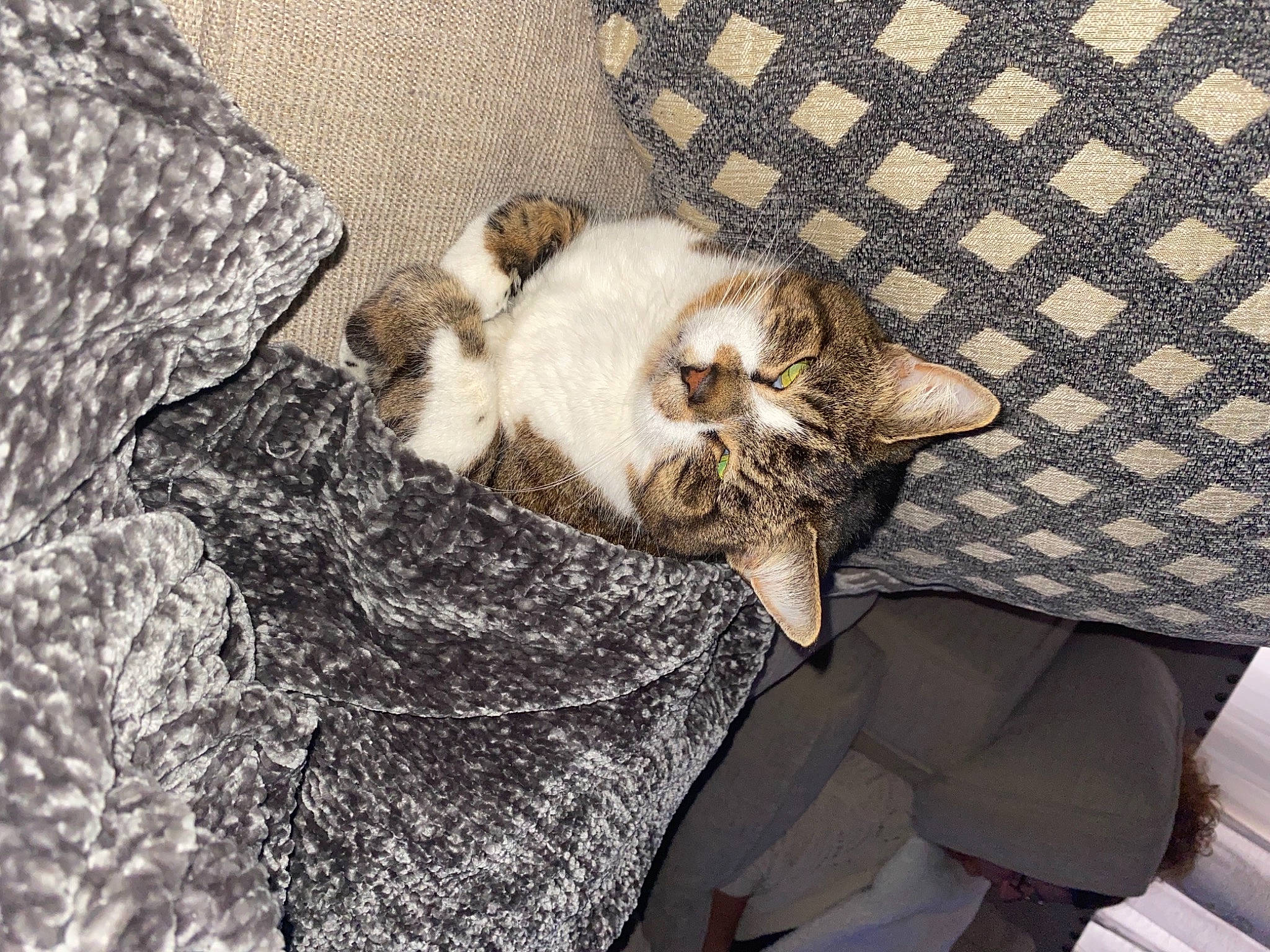 Woodrow joined the competition — help win amazing prizes! carnivore, cat, claw, comfort, domestic_short_haired_cat, fawn, felidae, fur, grey, linens, nap, pattern, paw, sand, sitting, sleep, small_to_medium_sized_cats, tail, whiskers, wood