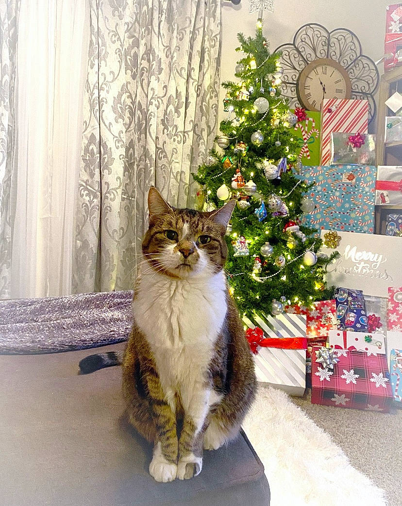 Woodrow joined the competition — help win amazing prizes! carnivore, cat, christmas_decoration, christmas_ornament, christmas_tree, curtain, domestic_short_haired_cat, door, event, felidae, holiday, holiday_ornament, ornament, plant, small_to_medium_sized_cats, tail, tree, whiskers, window, wood