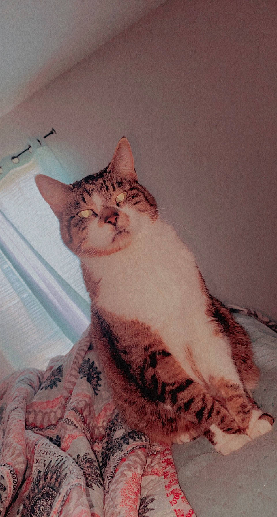 Woodrow joined the competition — help win amazing prizes! art, carnivore, cat, comfort, domestic_short_haired_cat, eye, fawn, felidae, fur, illustration, linens, moustache, paw, sitting, small_to_medium_sized_cats, snout, tail, visual_arts, whiskers, window