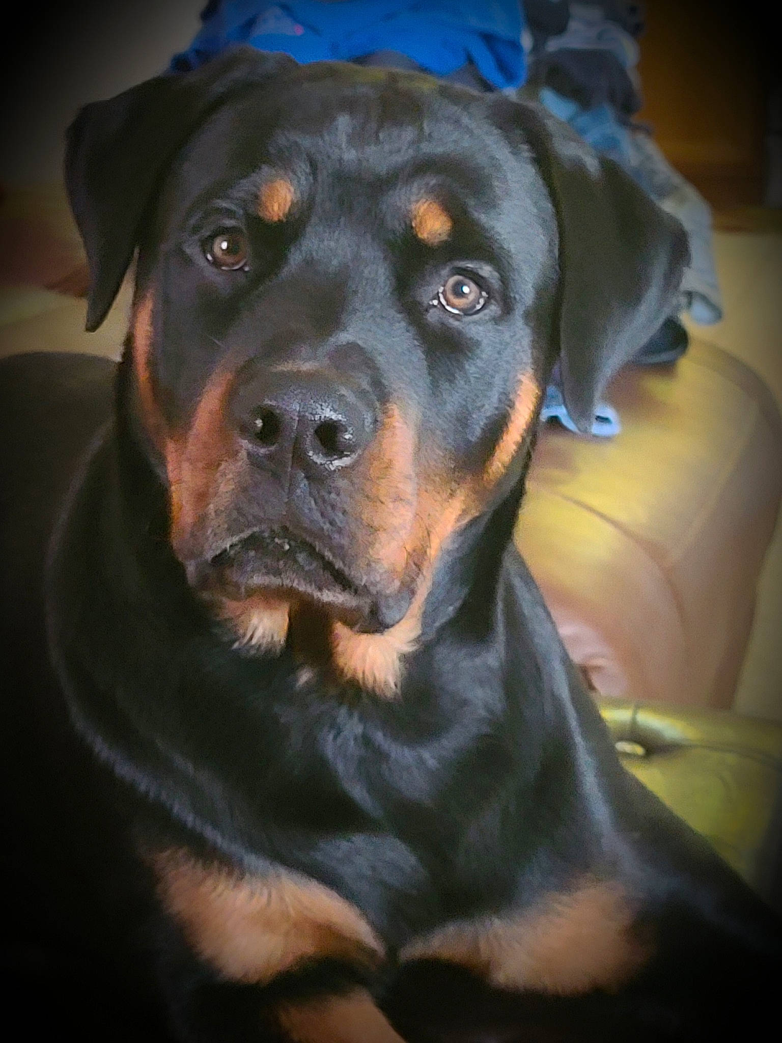 Capone joined the competition — help win amazing prizes! austrian_black_and_tan_hound, canidae, carnivore, companion_dog, dog, dog_breed, electric_blue, fawn, flash_photography, fur, guard_dog, hunting_dog, iris, rottweiler, snout, sporting_group, terrestrial_animal, whiskers, working_animal, working_dog