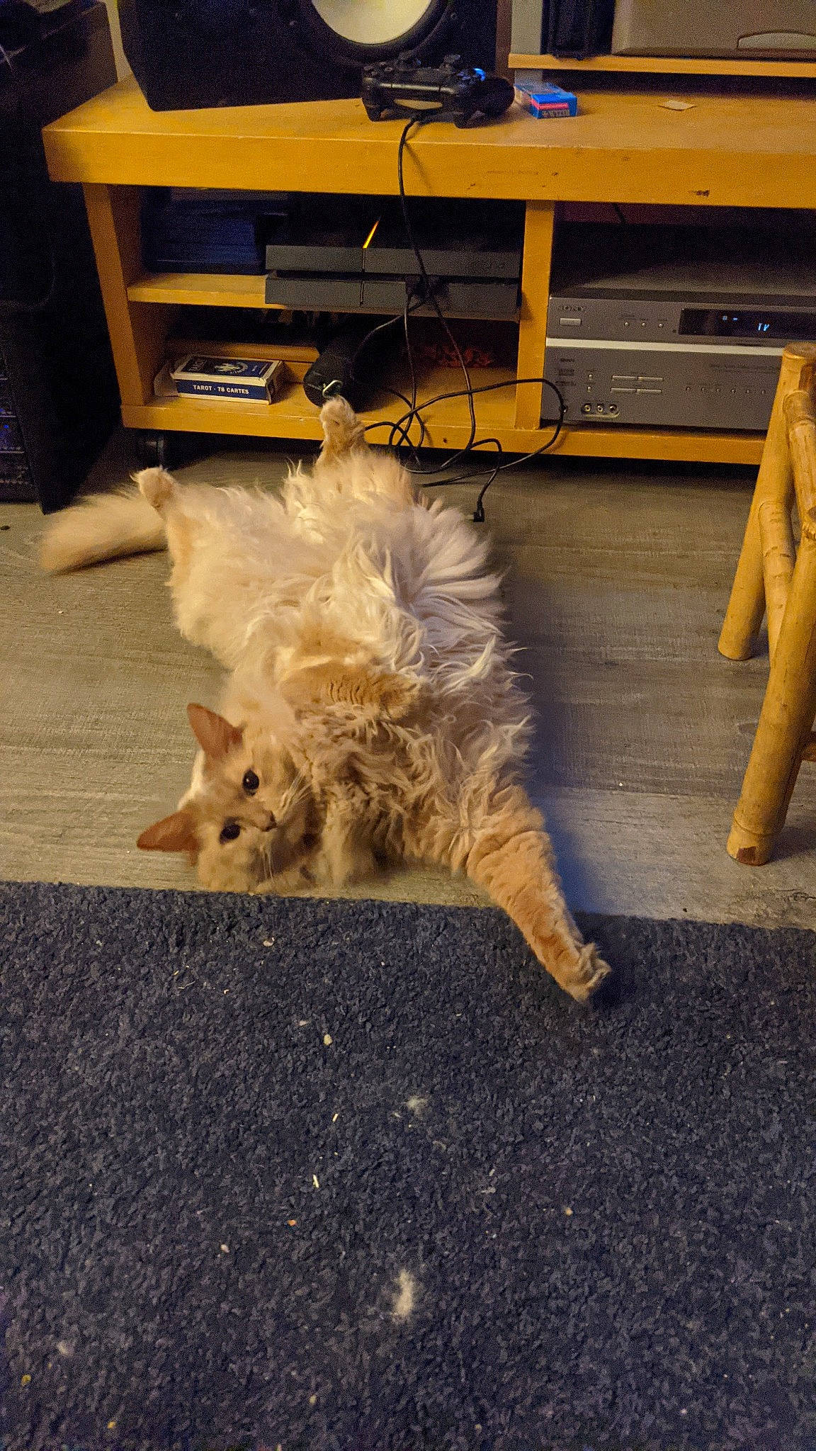 Mephisto a rejoint le concours — aidez-le/la à gagner de superbes lots ! asphalt, carnivore, chair, companion_dog, dog, dog_breed, fawn, felidae, floor, flooring, hardwood, road_surface, small_terrier, small_to_medium_sized_cats, snout, tail, terrier, toy_dog, whiskers, wood