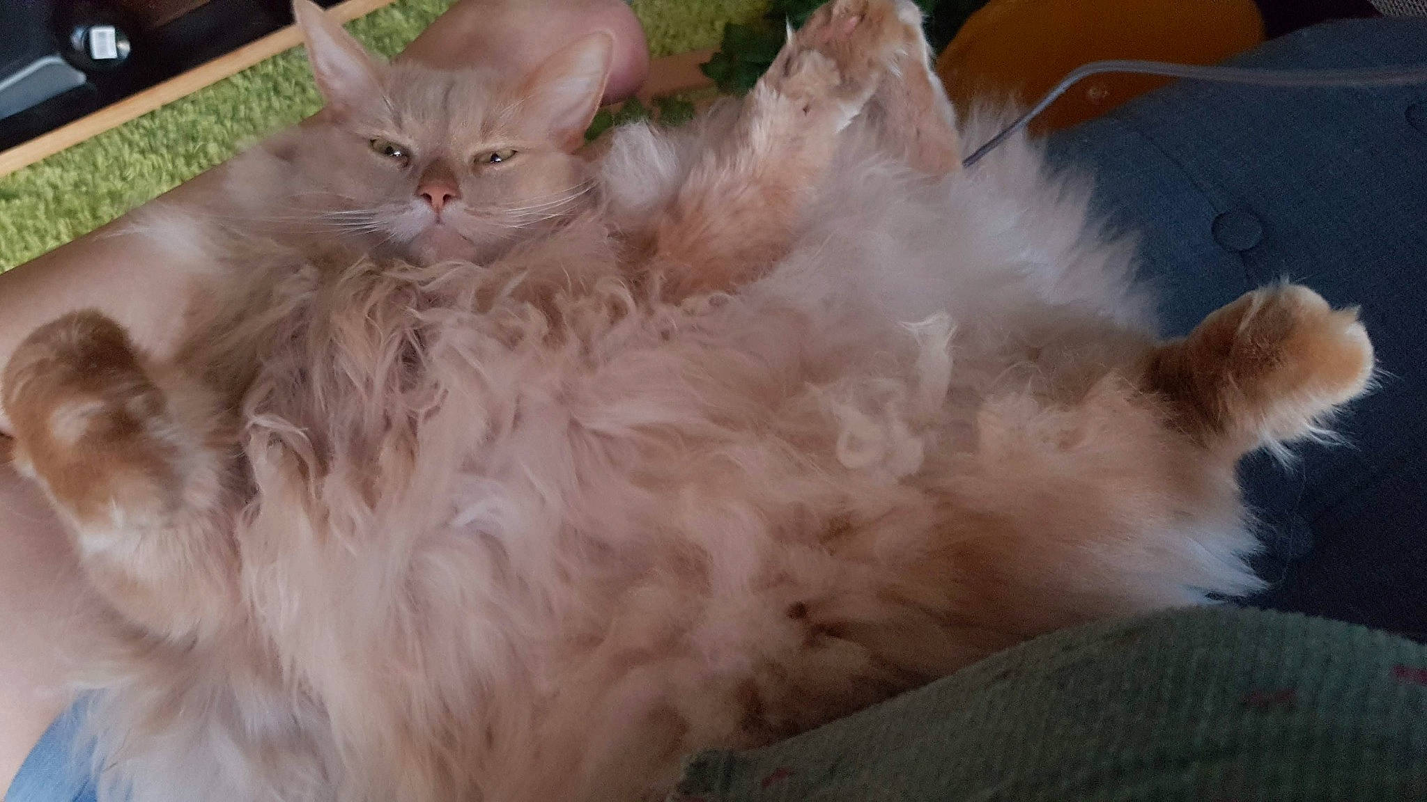 Mephisto participe au concours pour gagner de l'argent avec cette photo : british_longhair, carnivore, cat, comfort, event, eye, fawn, felidae, fur, paw, peach, persian, ragdoll, small_to_medium_sized_cats, snout, tail, terrestrial_animal, whiskers