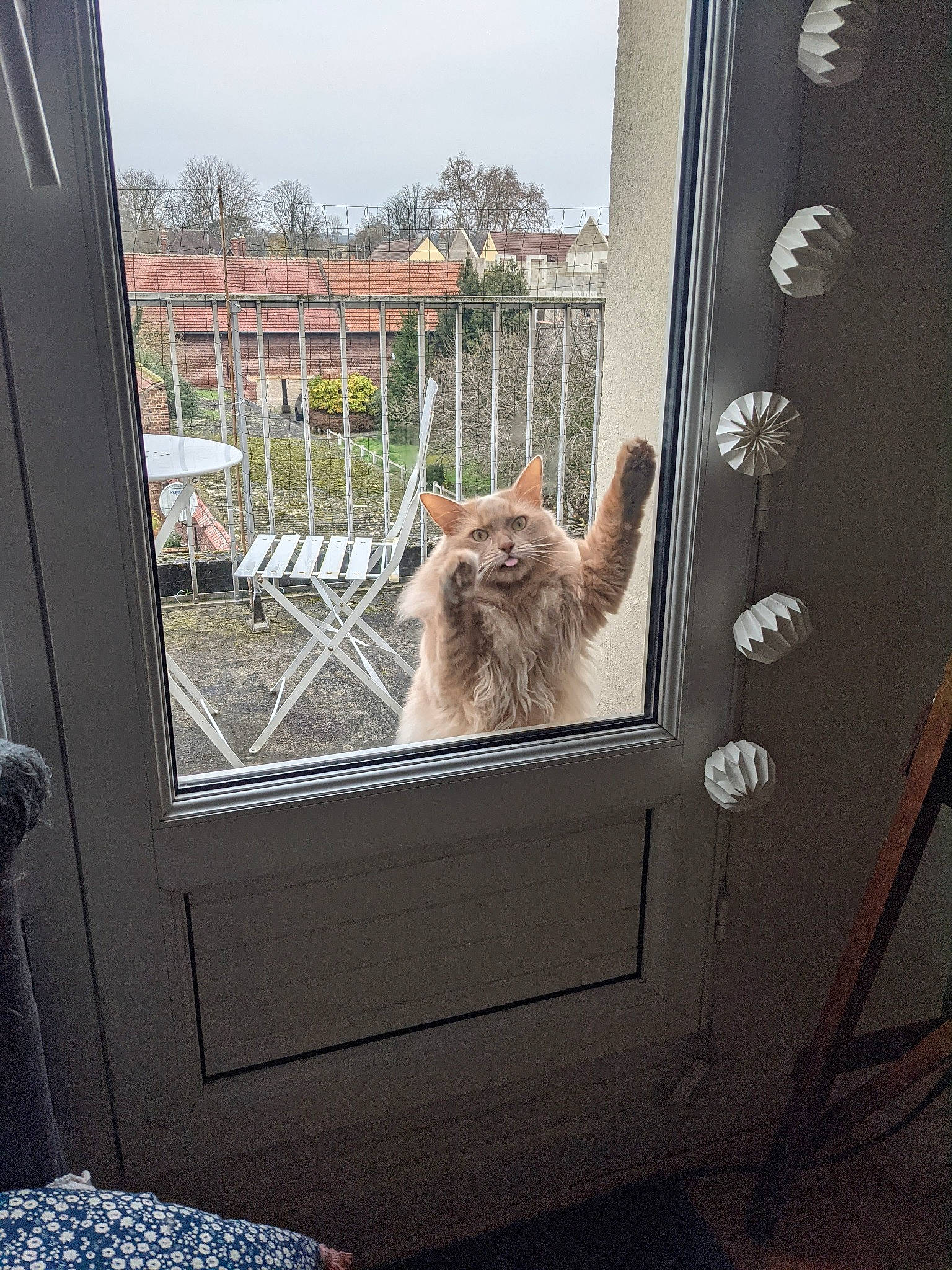 Mephisto participe au concours pour gagner de l'argent avec cette photo : building, carnivore, cat, companion_dog, curtain, door, fawn, felidae, glass, home_door, house, interior_design, plant, sky, small_to_medium_sized_cats, tree, vehicle_door, window, window_treatment, wood