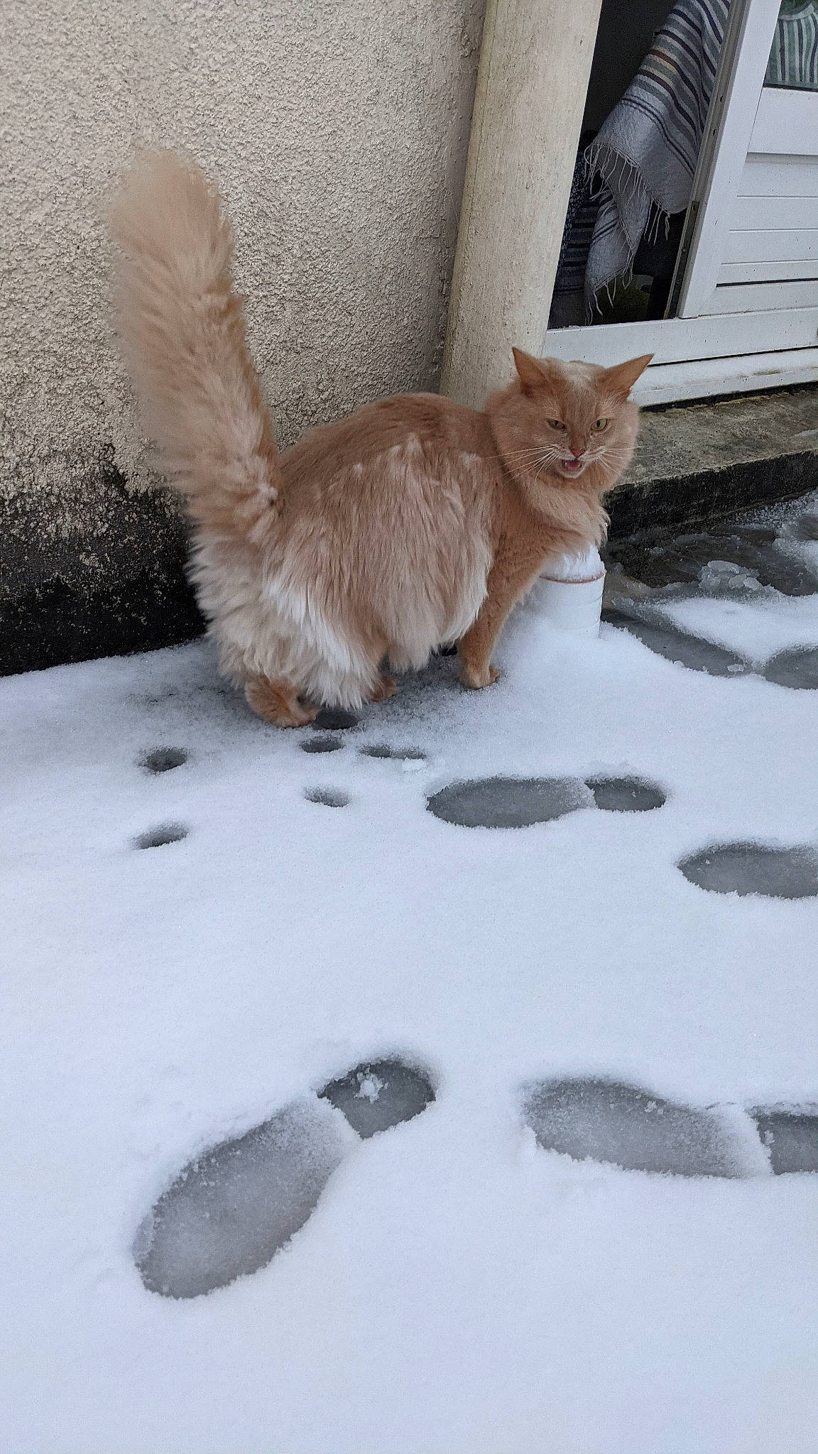 Mephisto a rejoint le concours — aidez-le/la à gagner de superbes lots ! carnivore, cat, claw, domestic_short_haired_cat, fawn, felidae, flooring, freezing, fur, mammal, paw, sand, small_to_medium_sized_cats, snout, snow, tail, whiskers, window, winter, wood