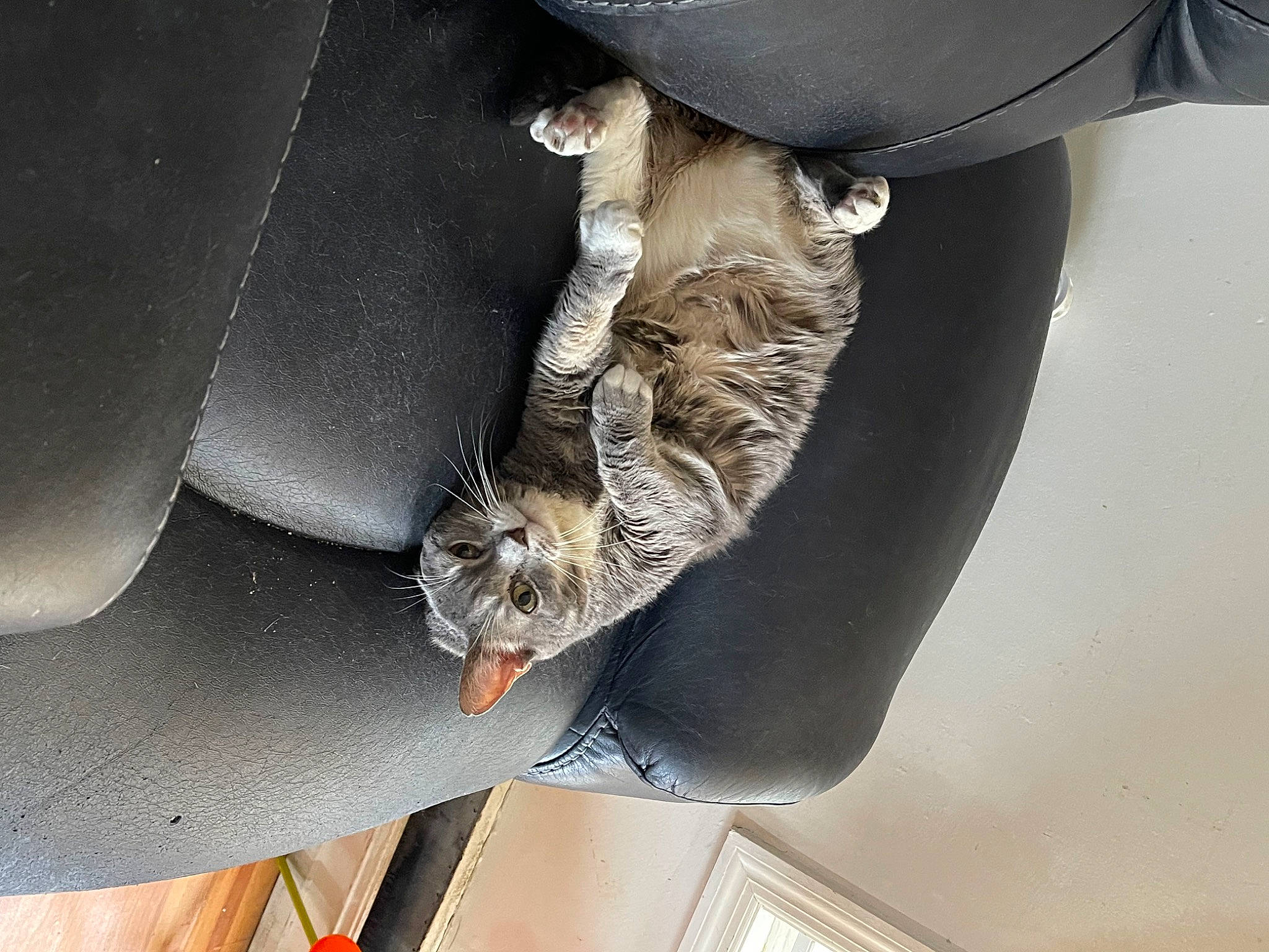 Bootsie joined the competition — help win amazing prizes! auto_part, automotive_exterior, automotive_tire, automotive_wheel_system, bumper, carnivore, cat, claw, comfort, family_car, felidae, fender, fur, hood, small_to_medium_sized_cats, tail, vehicle, vehicle_door, whiskers, windshield