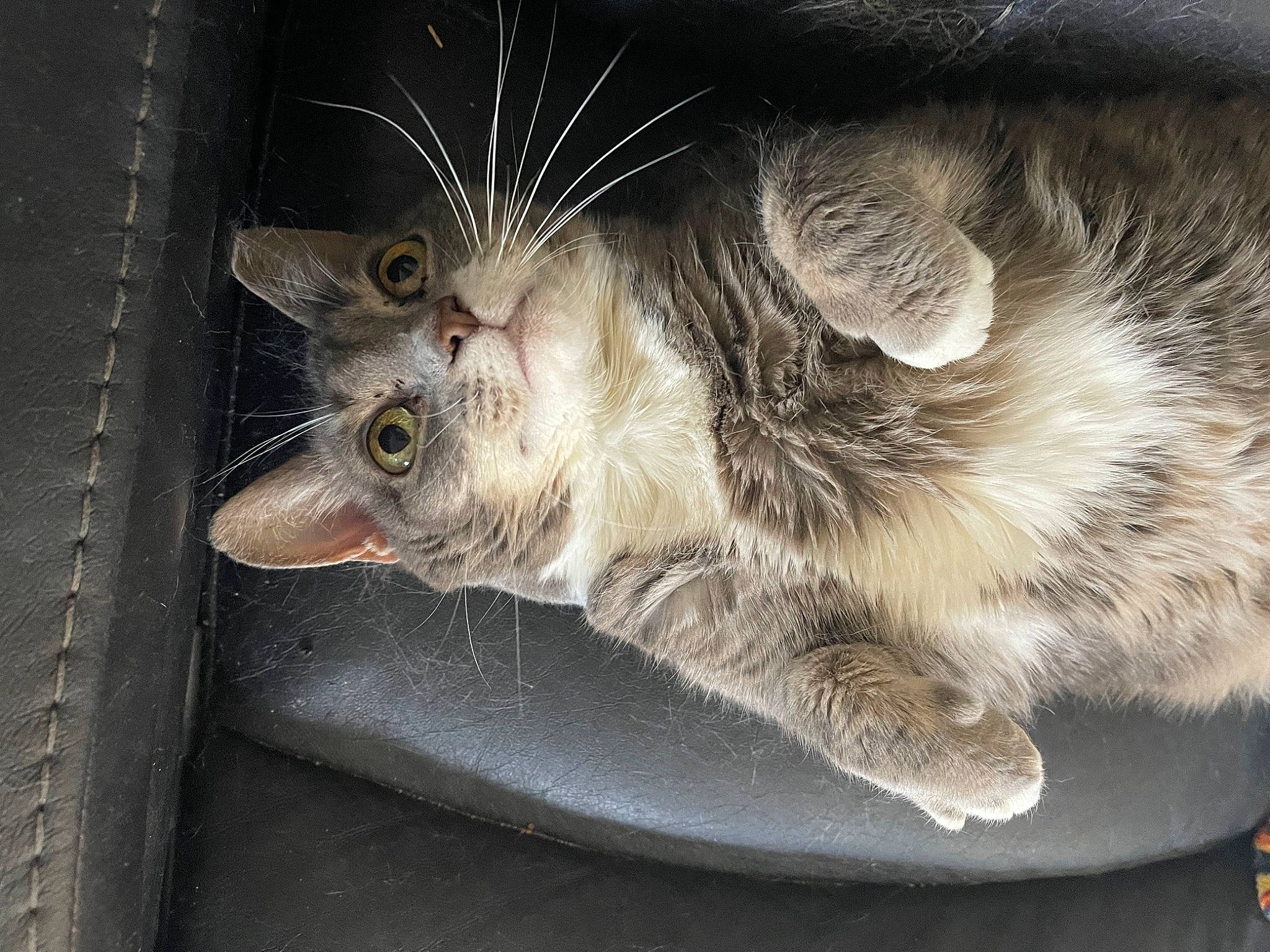 Bootsie is registered to the contest to win money with this photo: carnivore, cat, claw, domestic_short_haired_cat, felidae, fur, paw, small_to_medium_sized_cats, snout, tail, terrestrial_animal, whiskers, wildlife