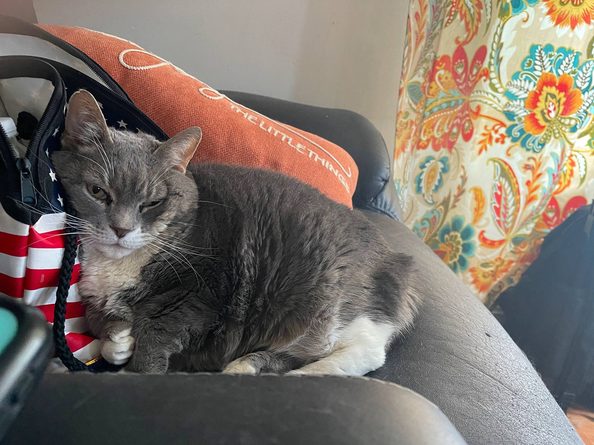 Bootsie is registered to the contest to win money with this photo: auto_part, carnivore, cat, cat_supply, comfort, couch, domestic_short_haired_cat, felidae, fur, grey, nap, paw, room, sitting, small_to_medium_sized_cats, tail, whiskers