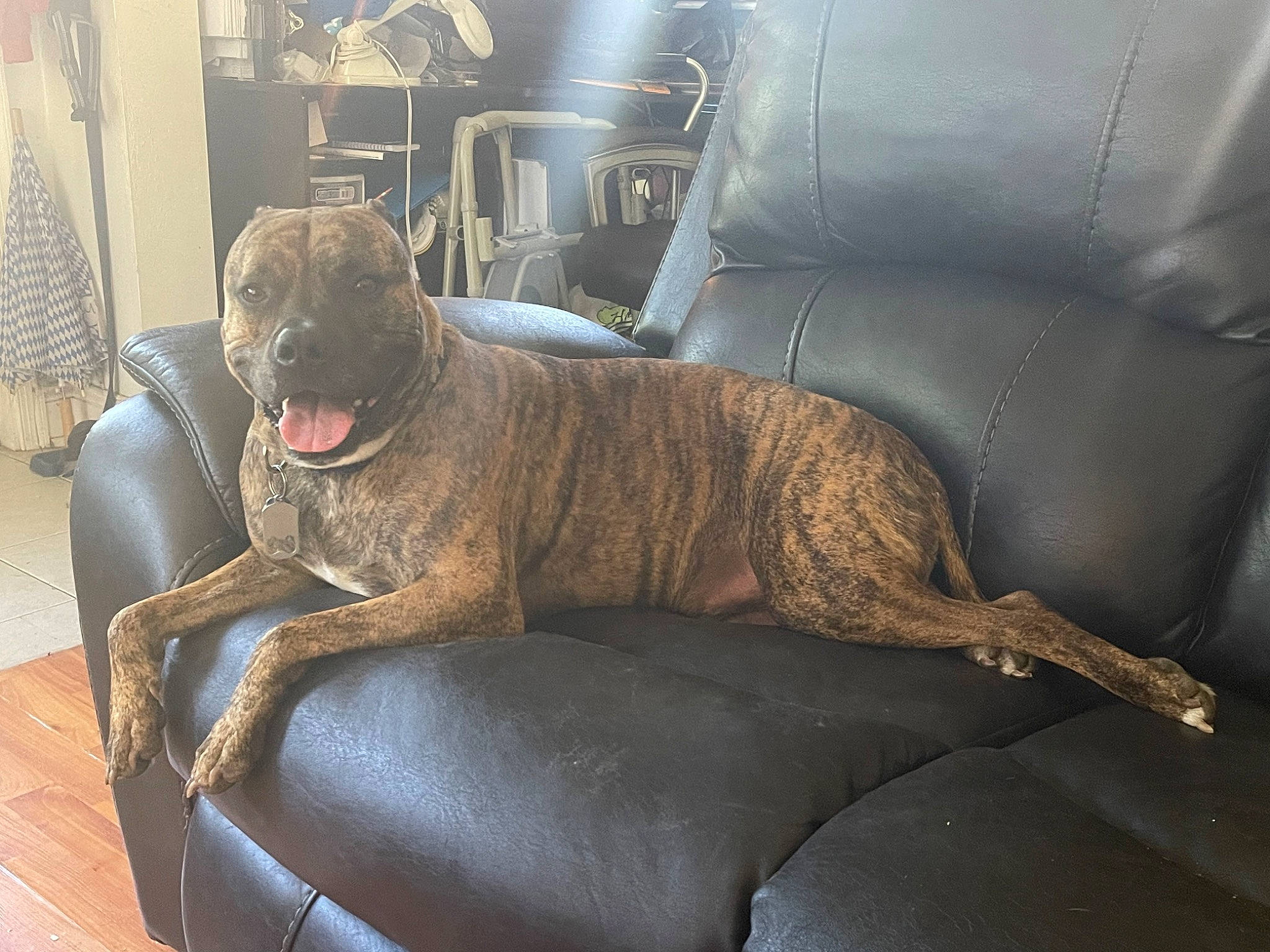 Java is registered to the contest to win money with this photo: armrest, canidae, car_seat, carnivore, club_chair, comfort, companion_dog, dog, dog_breed, fawn, flooring, guard_dog, liver, molosser, non_sporting_group, sporting_group, window, working_animal