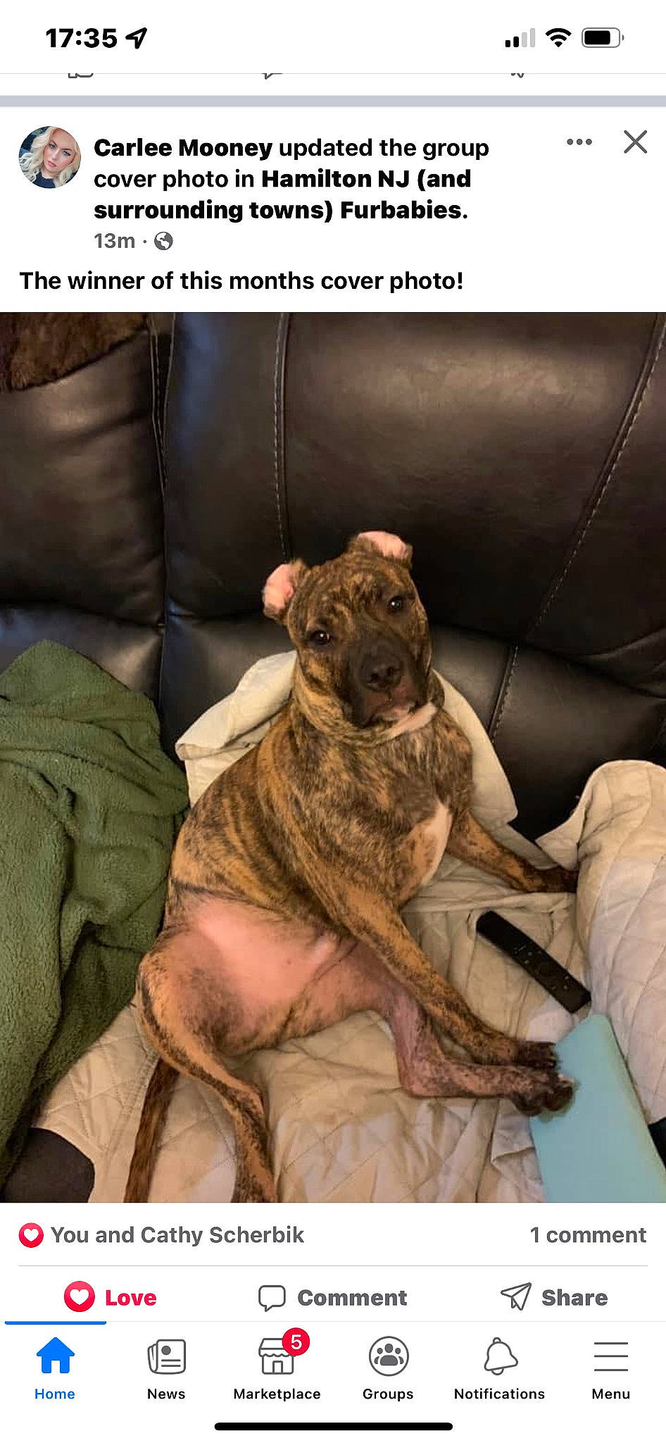 Java is registered to the contest to win money with this photo: canidae, carnivore, comfort, companion_dog, dog, dog_breed, fawn, felidae, fur, linens, liver, small_to_medium_sized_cats, snout, sporting_group, tail, terrestrial_animal, whiskers, wood, working_animal, wrinkle