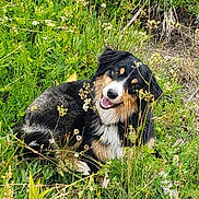 Dallas joined the competition — help win amazing prizes! dog, grass, wildflowers, outdoor, nature, greenery, happy, canine, pet, fur, black, brown, white, playful, field, summer, animal, head_tilt, collar, daylight