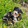dog, grass, wildflowers, outdoor, nature, greenery, happy, canine, pet, fur, black, brown, white, playful, field, summer, animal, head_tilt, collar, daylight