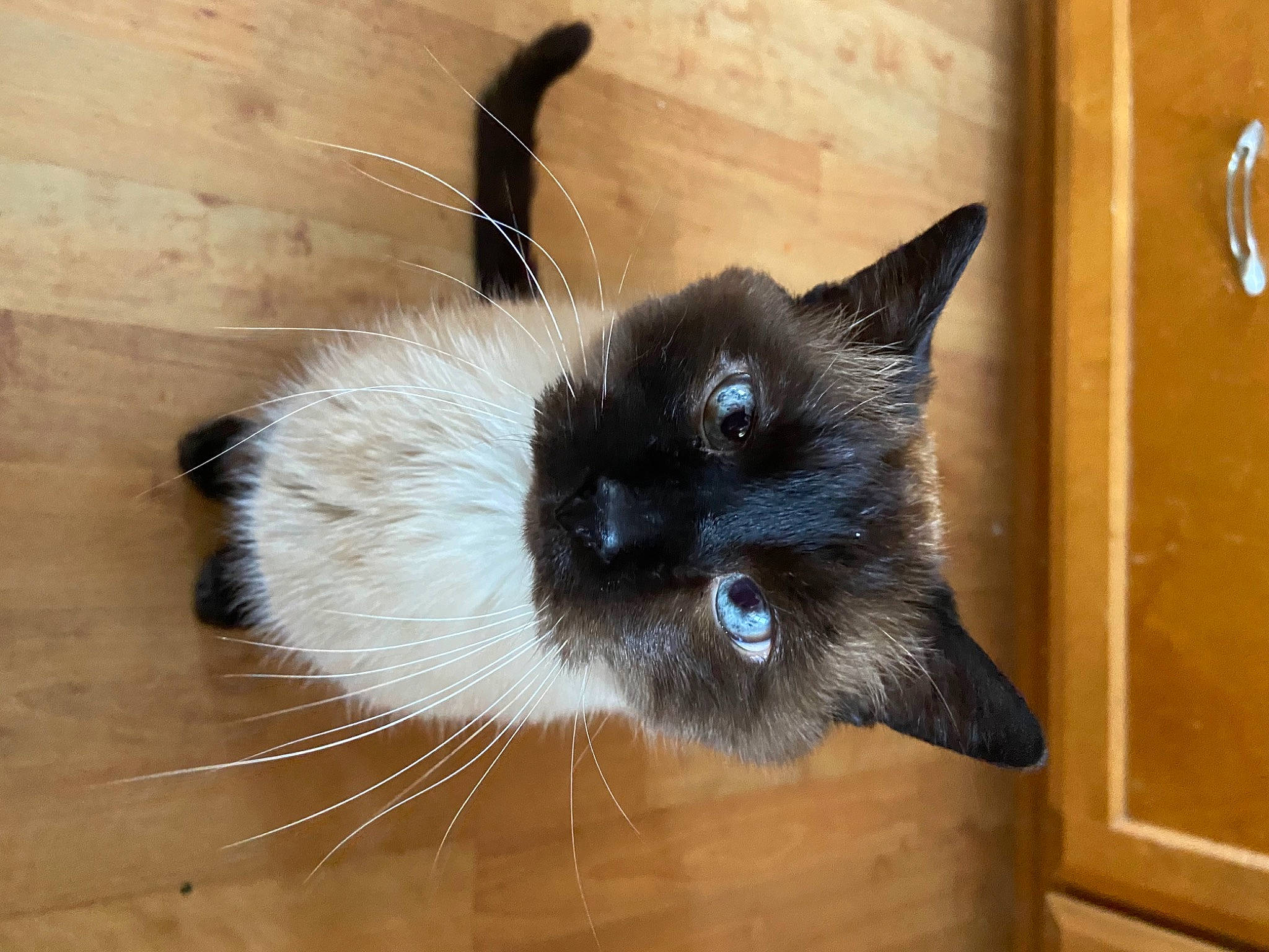 Bob joined the competition — help win amazing prizes! birman, carnivore, cat, claw, domestic_short_haired_cat, fawn, felidae, flooring, fur, hardwood, siamese, small_to_medium_sized_cats, snout, tail, thai, whiskers, wood