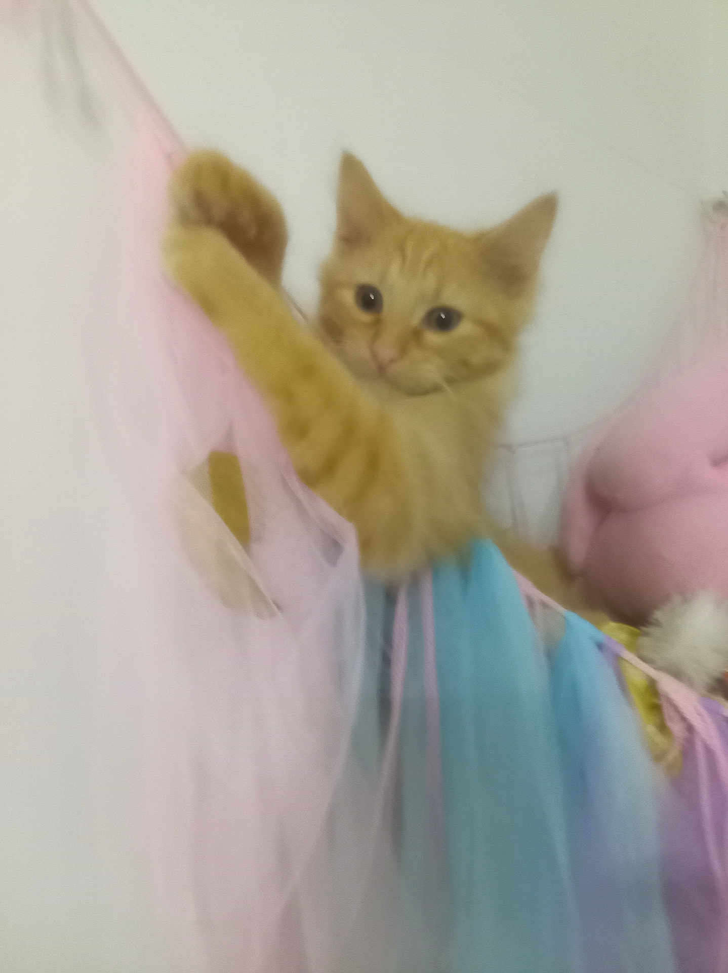 Soleil a rejoint le concours — aidez-le/la à gagner de superbes lots ! kitten, orange_cat, fabric, colorful, pastel, climbing, curious, indoor, pet, soft, fuzzy, cute, animal, young_cat, playful, whiskers, ears, tail, blurry, wall