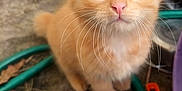 Soleil participe au concours pour gagner de l'argent avec cette photo : animal, closeup, curious, cute, ears, eyes, feline, fluffy, fur, garden_hose, green, ground, kitten, orange_cat, outdoor, pet, pink_nose, small, whiskers, young_cat