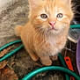 animal, closeup, curious, cute, ears, eyes, feline, fluffy, fur, garden_hose, green, ground, kitten, orange_cat, outdoor, pet, pink_nose, small, whiskers, young_cat