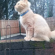 Soleil a rejoint le concours — aidez-le/la à gagner de superbes lots ! animal, blue_collar, calm, cat, curious, domestic_cat, fence, fluffy, fur, garden, nature, outdoor, overcast_sky, pet, quiet, side_view, sitting, stone_wall, trees, winter