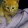 animal, black_cat, closeup, companions, cozy, curious, cute, domestic_cat, feline, fur, indoor, kitten, orange_cat, pets, resting, sleepy, small, soft_texture, towel, young