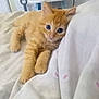animal, bed, blanket, cat, close_up, cozy, cute, feline, fur, indoor, kitten, looking_at_camera, lying_down, orange_cat, paws, pet, relaxed, soft, whiskers, young