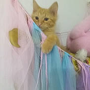 Soleil participe au concours pour gagner de l'argent avec cette photo : cat, kitten, orange_cat, curious, tulle, pastel_colors, fabric, indoors, pet, cute, playful, soft_texture, decor, animal, whiskers, ears, paws, hanging, wall, furniture