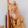 animal, cat, collar, cute, domestic_cat, ears, feline, fluffy, fur, indoor, kitten, orange_cat, pet, sitting, texture, wall, whiskers, wood, wooden_poles, young_cat