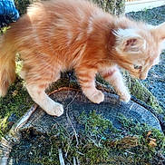 Helios participe au concours pour gagner de l'argent avec cette photo : kitten, cat, orange_cat, moss, tree_stump, outdoor, nature, furry, animal, pet, curious, walking, small, young, closeup, soft_focus, wood, green, daylight, exploring