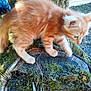 kitten, cat, orange_cat, moss, tree_stump, outdoor, nature, furry, animal, pet, curious, walking, small, young, closeup, soft_focus, wood, green, daylight, exploring