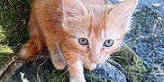 Helios a rejoint le concours — aidez-le/la à gagner de superbes lots ! kitten, cat, orange_cat, blue_eyes, moss, tree_stump, outdoor, nature, wood, fence, black_cat, blurred_background, animal, curious, young_cat, whiskers, close_up, greenery, sunlight, pet