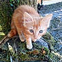 kitten, cat, orange_cat, blue_eyes, moss, tree_stump, outdoor, nature, wood, fence, black_cat, blurred_background, animal, curious, young_cat, whiskers, close_up, greenery, sunlight, pet