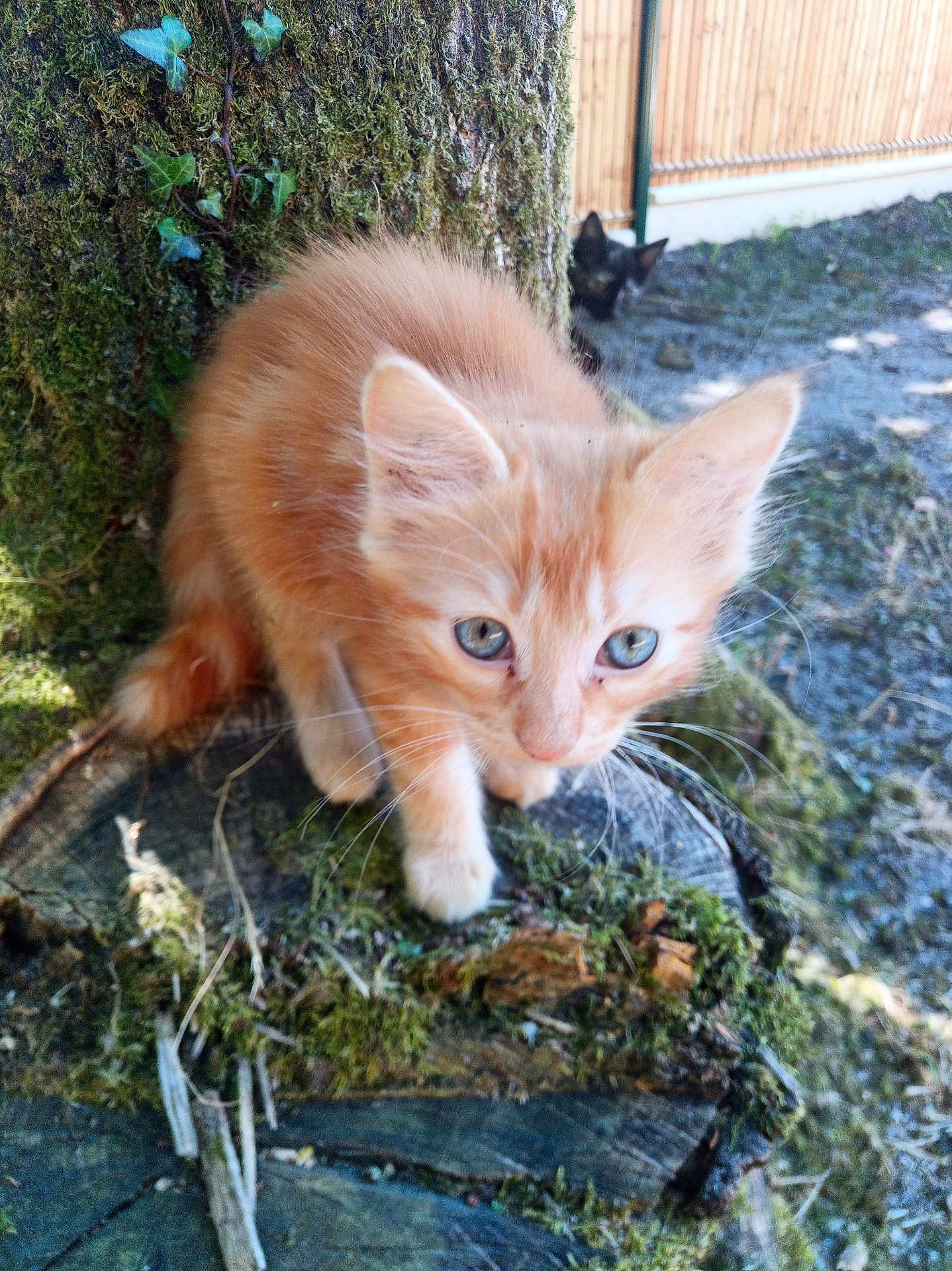 Helios a rejoint le concours — aidez-le/la à gagner de superbes lots ! kitten, cat, orange_cat, blue_eyes, moss, tree_stump, outdoor, nature, wood, fence, black_cat, blurred_background, animal, curious, young_cat, whiskers, close_up, greenery, sunlight, pet
