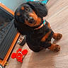 dog, puppy, dachshund, floor, toy, plush_toy, clownfish_toy, pet_bed, wooden_floor, collar, indoor, looking_up, cute, small_dog, black_dog, brown_dog, animal, pet, memory, phone_screen