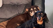 Trina Molchan is registered to the contest to win money with this photo: dog, pets, armchair, brown_dog, black_dog, resting, indoor, cozy, fur, canine, relaxed, couch, furniture, animal, companion, portrait, laying, snuggle, home, cute