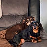 dog, pets, armchair, brown_dog, black_dog, resting, indoor, cozy, fur, canine, relaxed, couch, furniture, animal, companion, portrait, laying, snuggle, home, cute
