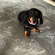 Trina Molchan is registered to the contest to win money with this photo: dog, puppy, dachshund, black_and_tan, collar, floor, tile_floor, indoor, pet, cute, small_dog, looking_up, sitting, animal, fur, ears, eyes, paw, young, companion