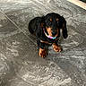 dog, puppy, dachshund, black_and_tan, collar, floor, tile_floor, indoor, pet, cute, small_dog, looking_up, sitting, animal, fur, ears, eyes, paw, young, companion